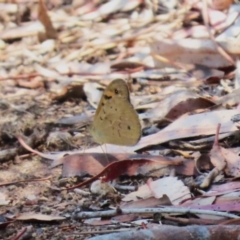 Heteronympha merope at Coombs Ponds - 11 Nov 2023 11:33 AM