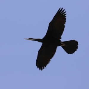 Anhinga novaehollandiae at Coombs Ponds - 11 Nov 2023