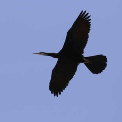 Anhinga novaehollandiae (Australasian Darter) at Molonglo, ACT - 11 Nov 2023 by RodDeb