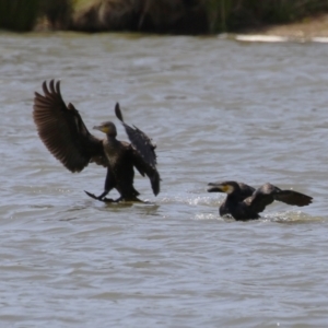 Phalacrocorax carbo at Coombs Ponds - 11 Nov 2023 11:10 AM