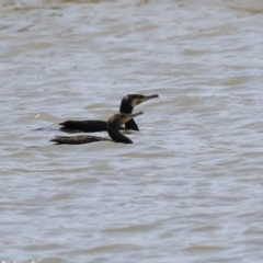 Phalacrocorax carbo at Coombs Ponds - 11 Nov 2023