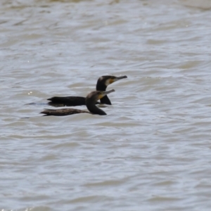 Phalacrocorax carbo at Coombs Ponds - 11 Nov 2023 11:10 AM