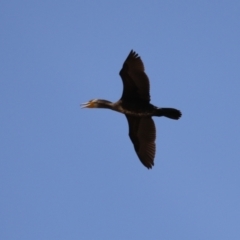 Phalacrocorax carbo at Coombs Ponds - 11 Nov 2023 11:10 AM