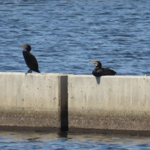 Phalacrocorax carbo at Coombs Ponds - 11 Nov 2023 11:10 AM