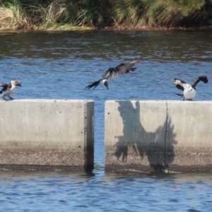 Microcarbo melanoleucos at Coombs Ponds - 11 Nov 2023 11:19 AM