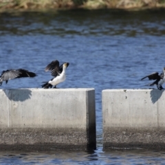 Microcarbo melanoleucos at Coombs Ponds - 11 Nov 2023 11:19 AM