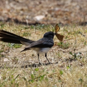 Rhipidura leucophrys at Coombs Ponds - 11 Nov 2023