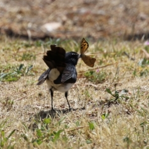 Rhipidura leucophrys at Coombs Ponds - 11 Nov 2023