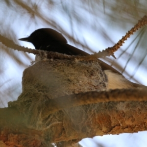 Rhipidura leucophrys at Coombs Ponds - 11 Nov 2023 11:50 AM