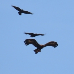 Aquila audax (Wedge-tailed Eagle) at Coombs Ponds - 11 Nov 2023 by RodDeb