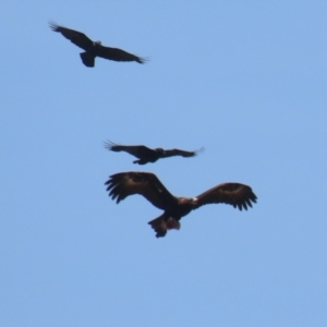 Aquila audax at Coombs Ponds - 11 Nov 2023 11:59 AM