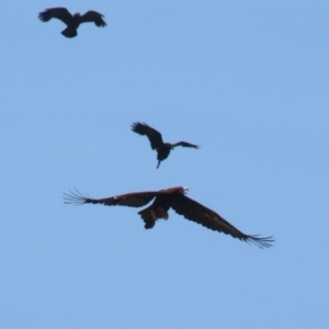 Aquila audax at Coombs Ponds - 11 Nov 2023 11:59 AM