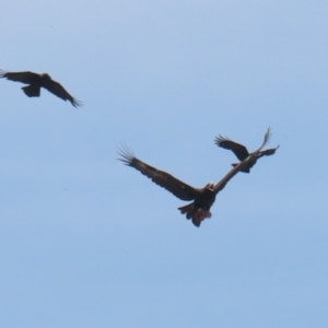 Aquila audax at Coombs Ponds - 11 Nov 2023 11:59 AM