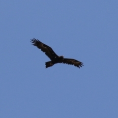 Aquila audax at Coombs Ponds - 11 Nov 2023 11:59 AM