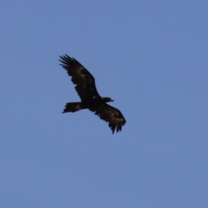 Aquila audax at Coombs Ponds - 11 Nov 2023 11:59 AM