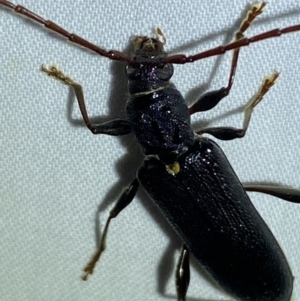 Callidiopis scutellaris at QPRC LGA - suppressed