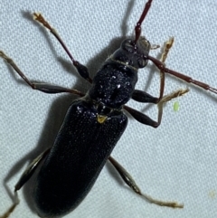 Callidiopis scutellaris at QPRC LGA - suppressed