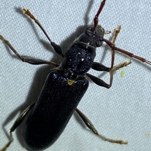 Callidiopis scutellaris at QPRC LGA - suppressed