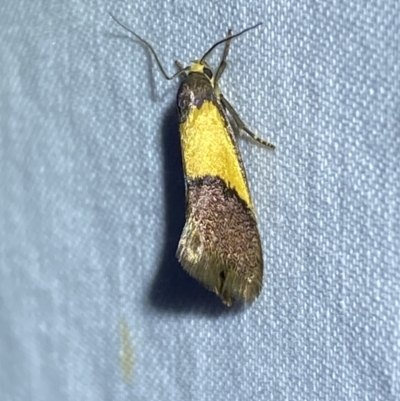 Eulechria heliophanes (A Concealer moth) at  - suppressed by SteveBorkowskis