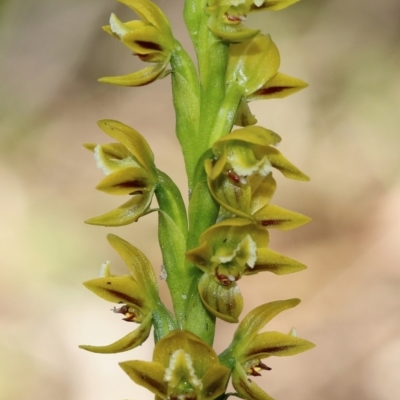 Prasophyllum flavum (Yellow Leek Orchid) at Bundanoon - 10 Nov 2023 by Snowflake