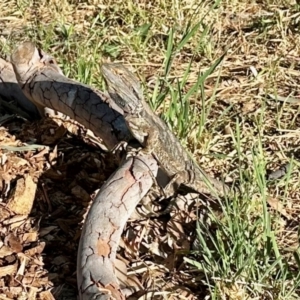 Pogona barbata at Aranda, ACT - 10 Nov 2023