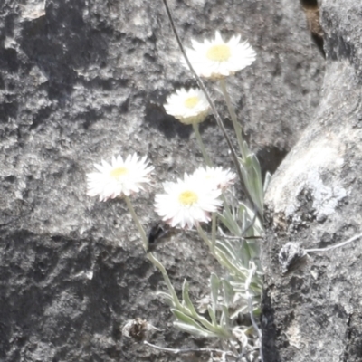 Leucochrysum alpinum (Alpine Sunray) at Cooleman, NSW - 11 Nov 2023 by JimL