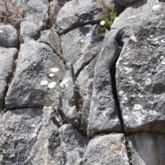 Leucochrysum alpinum at Kosciuszko National Park - 11 Nov 2023 01:52 PM