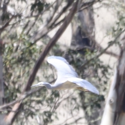 Egretta novaehollandiae (White-faced Heron) at Kosciuszko National Park - 11 Nov 2023 by JimL