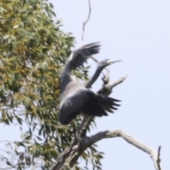 Egretta novaehollandiae at Kosciuszko National Park - 11 Nov 2023