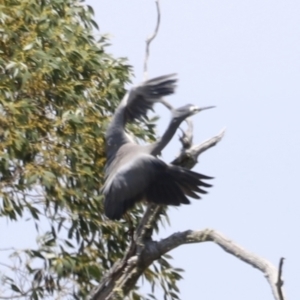 Egretta novaehollandiae at Kosciuszko National Park - 11 Nov 2023