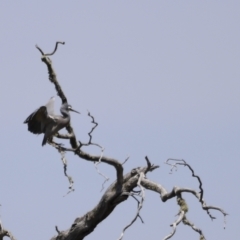 Egretta novaehollandiae at Kosciuszko National Park - 11 Nov 2023