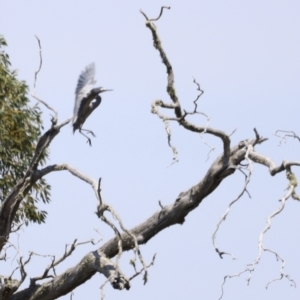 Egretta novaehollandiae at Kosciuszko National Park - 11 Nov 2023