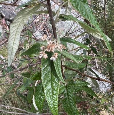 Olearia lirata (Snowy Daisybush) at QPRC LGA - 8 Nov 2023 by Safarigirl