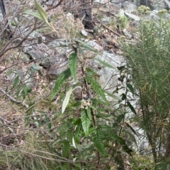 Olearia lirata at QPRC LGA - 9 Nov 2023