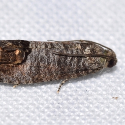 Cydia pomonella (Codling Moth) at QPRC LGA - 9 Nov 2023 by DianneClarke
