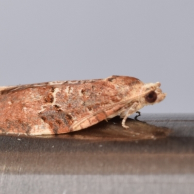 Epiphyas ashworthana (Ashworth's Tortrix) at QPRC LGA - 9 Nov 2023 by DianneClarke