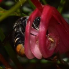 Megachile ferox at QPRC LGA - suppressed