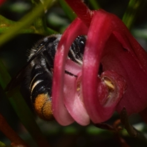 Megachile ferox at QPRC LGA - 10 Nov 2023