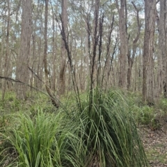 Gahnia clarkei (Tall Saw Sedge) at Kindervale, NSW - 10 Nov 2023 by Csteele4