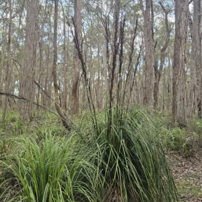 Gahnia clarkei (Tall Saw Sedge) at Kindervale, NSW - 10 Nov 2023 by Csteele4