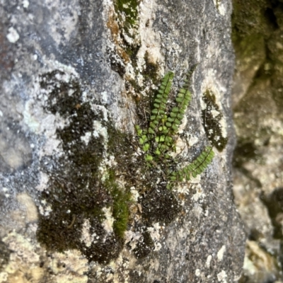 Asplenium trichomanes (Common Spleenwort) at Bimberi, NSW - 11 Nov 2023 by JimL