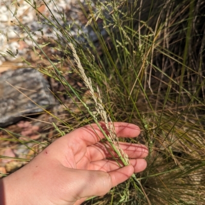 Poa sieberiana (Poa Tussock) at Crace, ACT - 12 Nov 2023 by rbannister