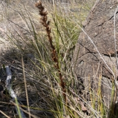 Orobanche minor (Broomrape) at Cooleman Ridge - 11 Nov 2023 by BenHarvey