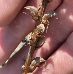 Orobanche minor at Cooleman Ridge - 11 Nov 2023 11:00 AM