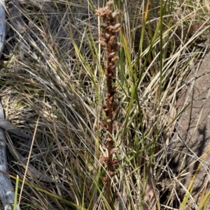 Orobanche minor at Cooleman Ridge - 11 Nov 2023 11:00 AM