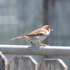 Passer domesticus (House Sparrow) at Jamberoo, NSW - 11 Nov 2023 by plants