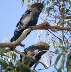 Calyptorhynchus lathami lathami (Glossy Black-Cockatoo) at Brunswick Heads, NSW - 28 Oct 2023 by macmad