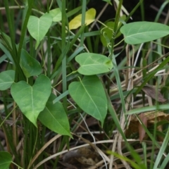 Araujia sericifera (Moth Plant) at Brunswick Heads, NSW - 28 Oct 2023 by macmad