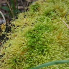 Unidentified Moss, Liverwort or Hornwort at Brunswick Heads, NSW - 28 Oct 2023 by macmad