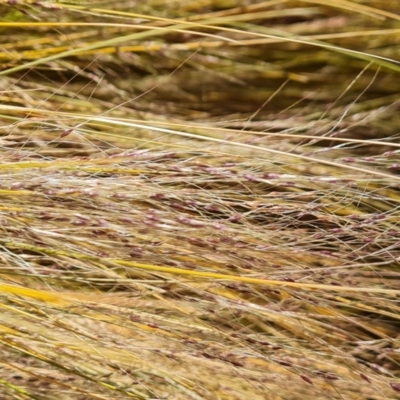 Nassella trichotoma (Serrated Tussock) at Isaacs Ridge - 11 Nov 2023 by Mike